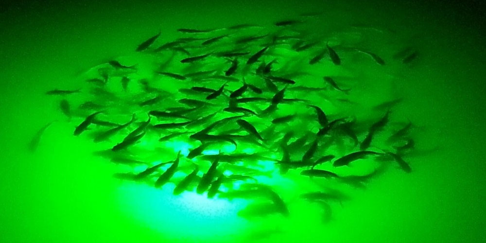 How to Successfully Fish From A Pier